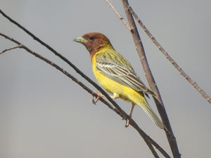Red-headed Bunting – (pair) A Burst of Vibrant Colors