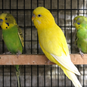 Budgerigar (Red-Eyed Mutation) ( pair )