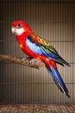 Rosella Parrot –( pair) A Rainbow in Your Aviary