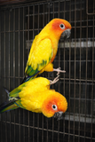Sun Conure Parrot (Pair) – Bright, Social & Stunning