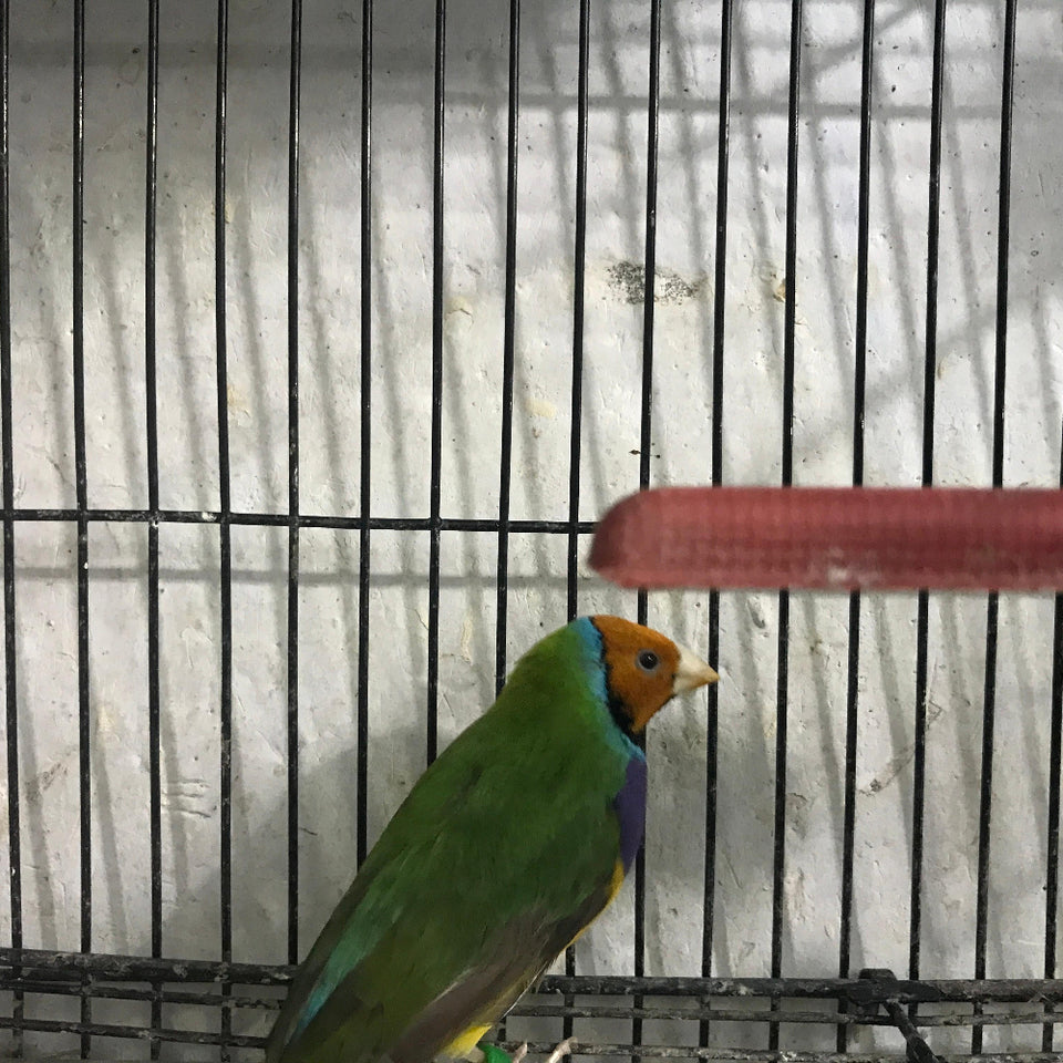 🌈 Gouldian Finch(Pair) – Multi-Colored Beauty (Healthy & Vibrant)