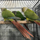 Pineapple Green Cheek Conures(Pair) – Playful & Colorful Companions