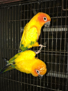 Sun Conure Parrot (Pair) – Bright, Social & Stunning