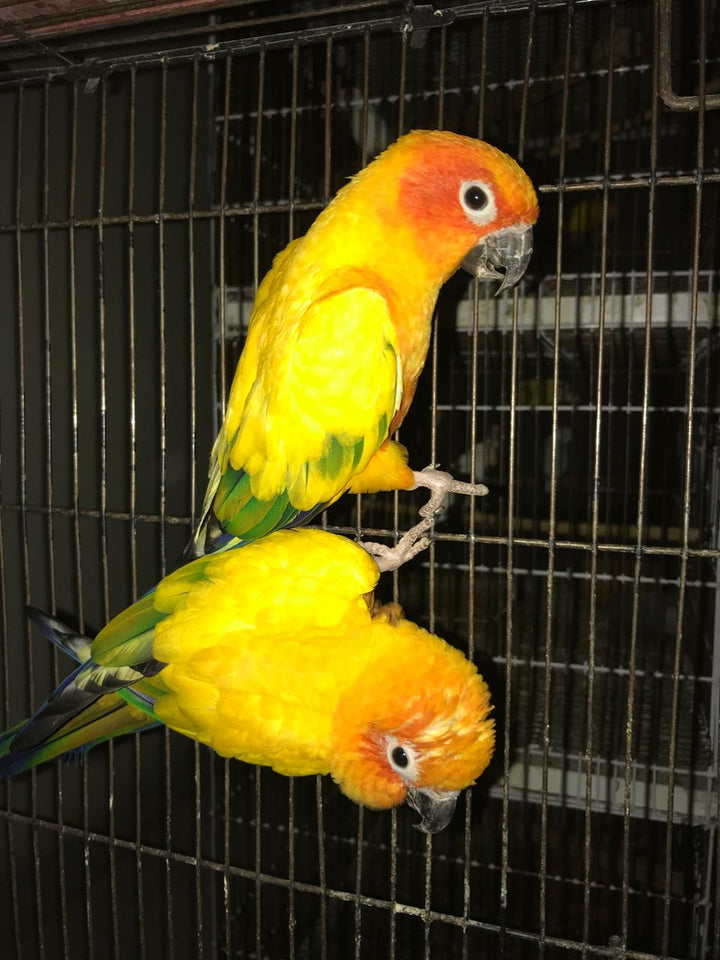 Sun Conure Parrot (Pair) – Bright, Social & Stunning