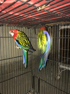 Rosella Parrot Pair – Vibrant & Active