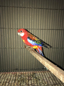 Rosella Parrot –( pair) A Rainbow in Your Aviary