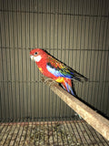 Rosella Parrot –( pair) A Rainbow in Your Aviary