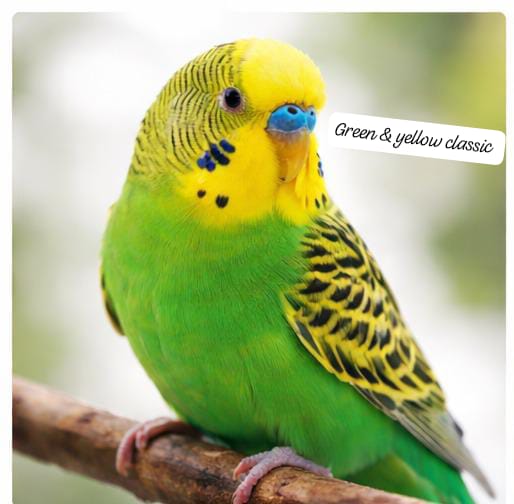 Premium Color Budgerigar –(single bird) Multiple Beautiful Varieties Available