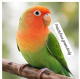 Premium Lovebird Collection (single)