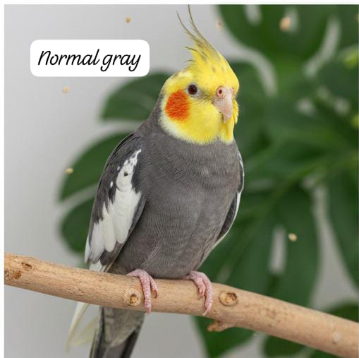 Cockatiels(single bird) – Friendly & Charming Companions
