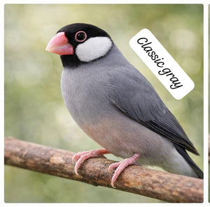 Elite Java Finch Color Series( single bird) – Classic & Rare Mutations