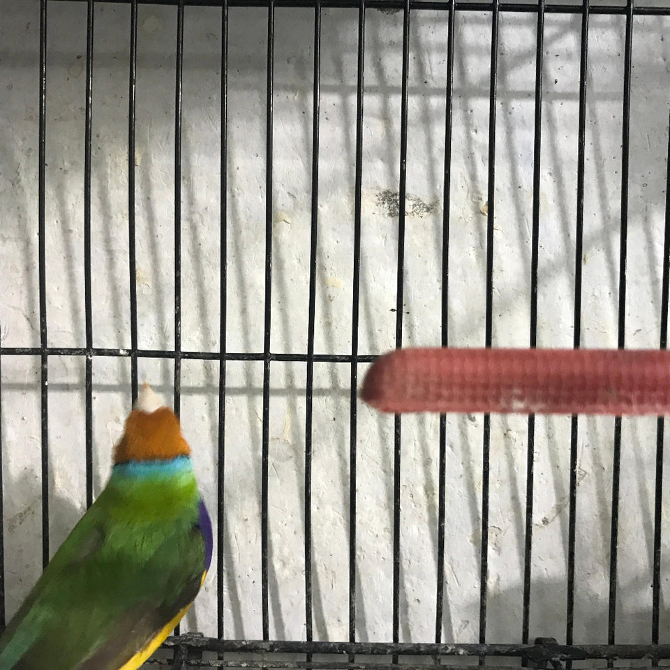 🌈 Gouldian Finch(Pair) – Multi-Colored Beauty (Healthy & Vibrant)