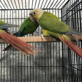 Pineapple Green Cheek Conures(Pair) – Playful & Colorful Companions