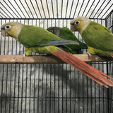 Pineapple Green Cheek Conures(Pair) – Playful & Colorful Companions