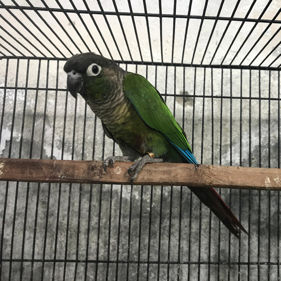 Pineapple Green Cheek Conures(Pair) – Playful & Colorful Companions
