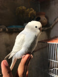 Budgerigar (Red-Eyed Mutation) ( pair )