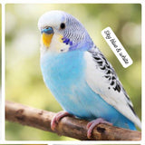 Premium Color Budgerigar –(single bird) Multiple Beautiful Varieties Available