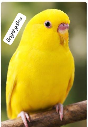 Premium Color Budgerigar –(single bird) Multiple Beautiful Varieties Available