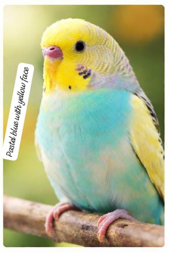 Premium Color Budgerigar –(single bird) Multiple Beautiful Varieties Available