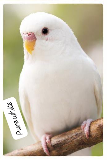 Premium Color Budgerigar –(single bird) Multiple Beautiful Varieties Available