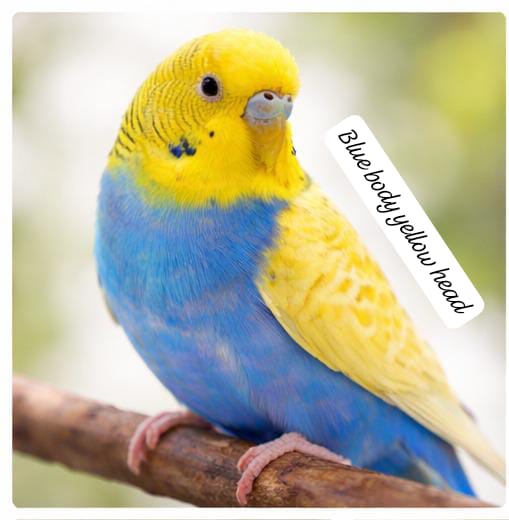 Premium Color Budgerigar –(single bird) Multiple Beautiful Varieties Available