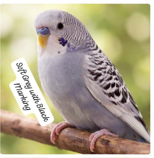 Premium Color Budgerigar –(single bird) Multiple Beautiful Varieties Available