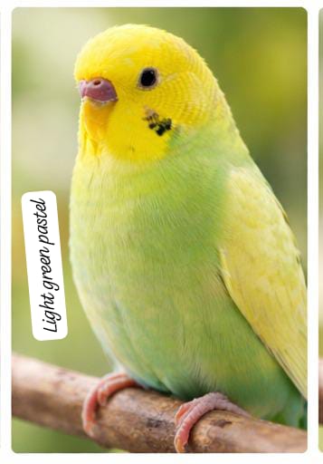Premium Color Budgerigar –(single bird) Multiple Beautiful Varieties Available