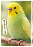 Premium Color Budgerigar –(single bird) Multiple Beautiful Varieties Available