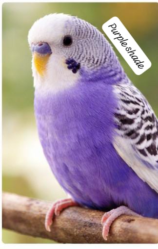 Premium Color Budgerigar –(single bird) Multiple Beautiful Varieties Available