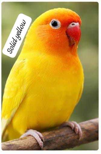 Premium Lovebird Collection (single)