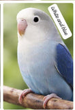 Premium Lovebird Collection (single)