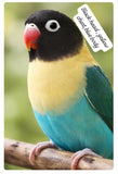 Premium Lovebird Collection (single)
