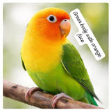 Premium Lovebird Collection (single)