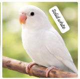 Premium Lovebird Collection (single)