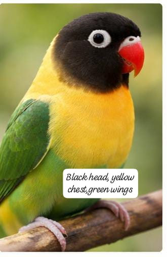 Premium Lovebird Collection (single)