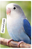 Premium Lovebird Collection (single)