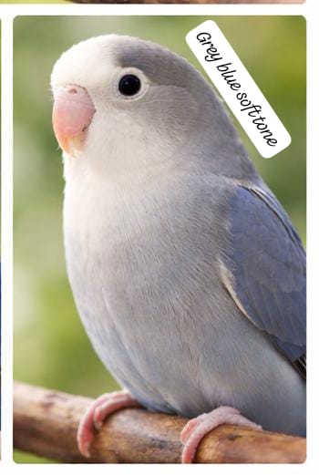 Premium Lovebird Collection (single)