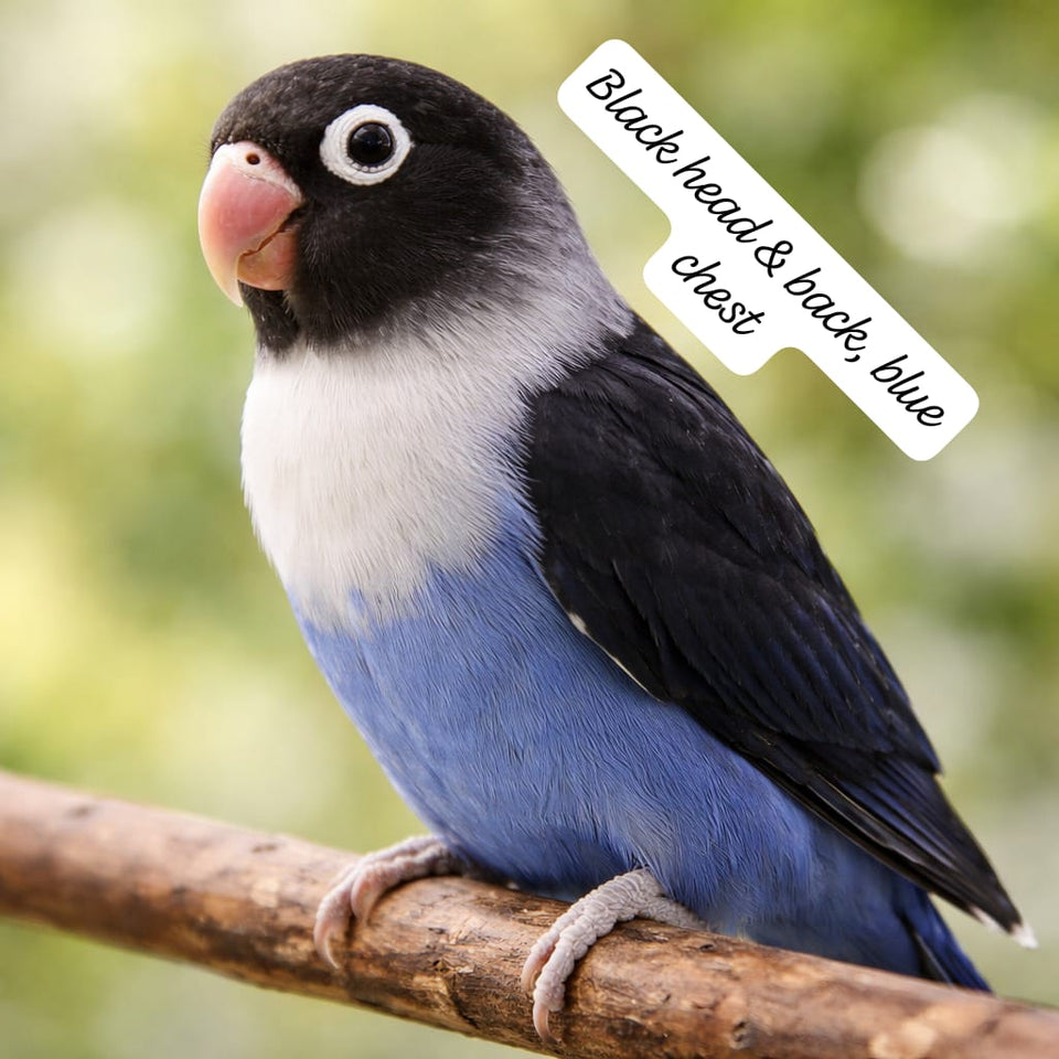 Premium Lovebird Collection (single)