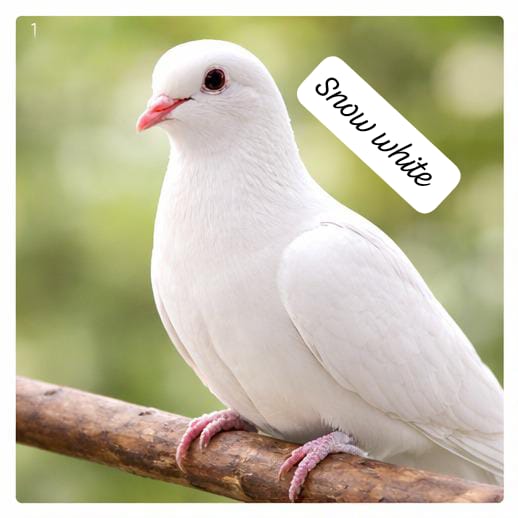 white dove (single bird)