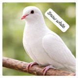 white dove (single bird)
