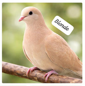 The Dove Collective ( single )