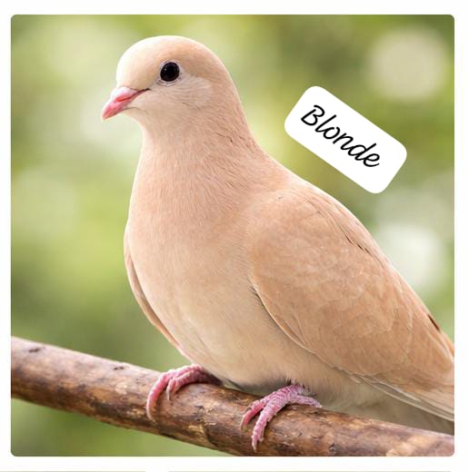 The Dove Collective ( single )