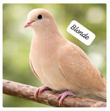 The Dove Collective ( single )