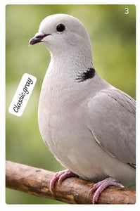 The Dove Collective ( single )