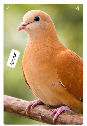 The Dove Collective ( single )