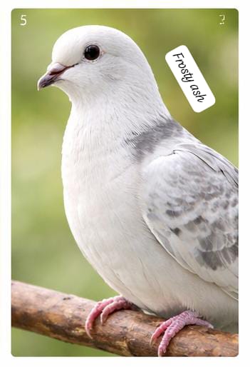 white dove (single bird)