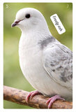 white dove (single bird)