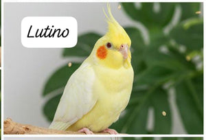 Cockatiels(single bird) – Friendly & Charming Companions