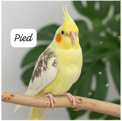 Cockatiels(single bird) – Friendly & Charming Companions