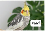 Cockatiels(single bird) – Friendly & Charming Companions